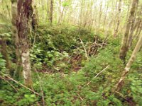Vassrenne i skogbunnen ved Osen