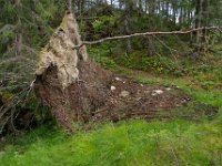 Kavlinga ligger der vegen krysser det nordvester hjørnet av Storvollmyra, - ca midt mellom Klepptjønna og Storvollen.