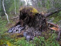 Ei gråbergsvelt kom til syne under ei rotvelt ved gruva på Nygruvkjølen
