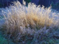 Rimfrost