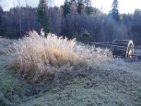 Rimfrost